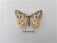 藏品(尺蛾123.a)的圖片